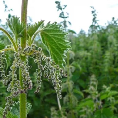 Conocé las dos plantas medicinales que fortalecen el pelo, ayudan al crecimiento y lo hidratan al instante